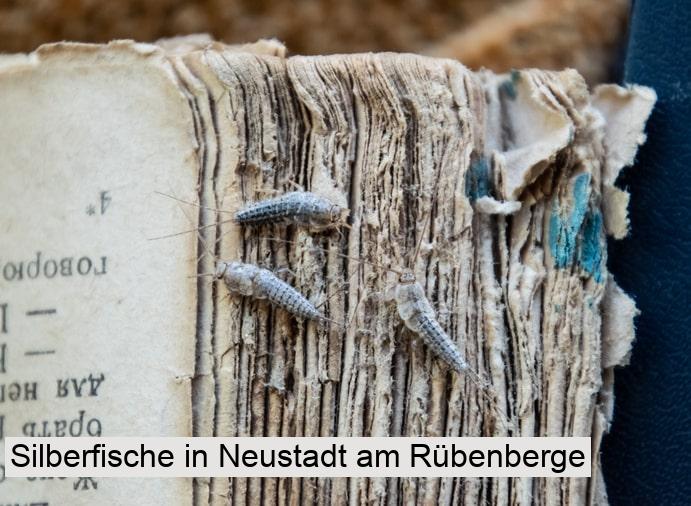 Silberfische in Neustadt am Rübenberge